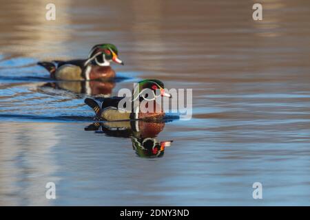 Drake Holzenten im Norden von Wisconsin. Stockfoto