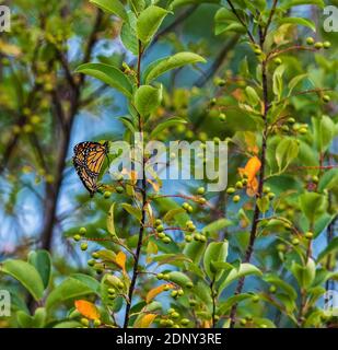 Monarch Schmetterlinge Paarung an einem Sommertag in Nord-Wisconsin. Stockfoto