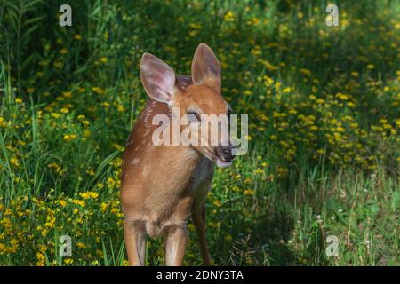 Weißschwanzfawn in einem nördlichen Wisconsin Feld von Vogelfuss Trefoil. Stockfoto