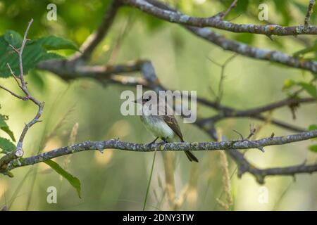 Eastern phoebe thront in einem Baum im nördlichen Wisconsin. Stockfoto