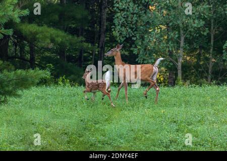 Die Weißschwanzschwalbe und ihr Rehkitz laufen in die Sicherheit des Waldes. Stockfoto