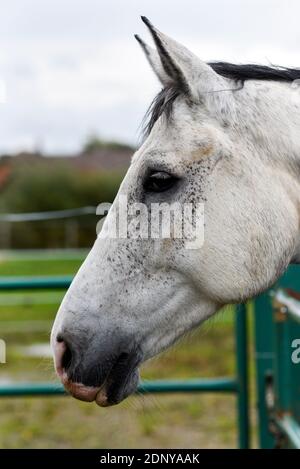 Pferdekopf, Outdoor-Pferdesportrait. Stockfoto