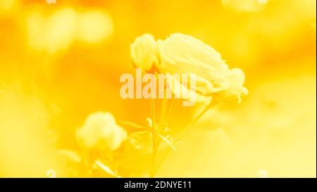 Gelb zartes Hintergrundbild von weißen Rosen Blumen im Garten. Stockfoto