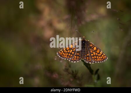 Heide Fritillary Butterfly (Melitaea athalia) Stockfoto