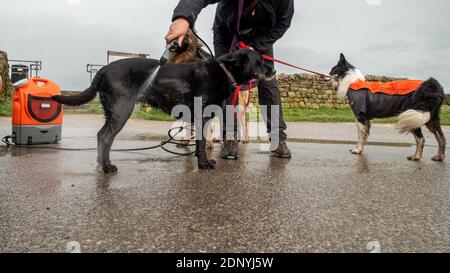 Hundespaziergang mit einem Sealey 17L 12V wiederaufladbaren Druckwascher, um Hunde nach einem schlammigen Spaziergang auf einem Parkplatz zu reinigen, Großbritannien Stockfoto