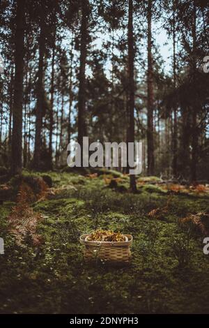 Korb mit Pilzen im Wald Stockfoto