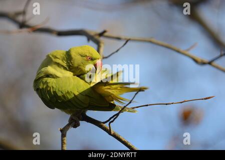 Ring-Necked Parakeet / Indian Rose-Ringed Parakeet (Psittacula krameri) preening  in St James's Park, London, December Stock Photo