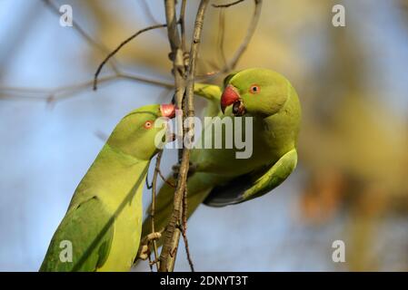 Ringhals-Sittiche / Indische Rosenbergsittiche (Psittacula krameri) kämpfen im St. James's Park, London, Dezember Stockfoto