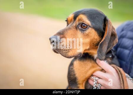 Nahaufnahme Porträt eines jungen niedlichen rötlichen und schwarzen Mischlingshundes eines slowakischen Hundes, der von einer Hand gehalten wird. Grünes Gras und sandiger Weg im Hintergrund. Stockfoto