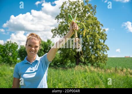 Frisch geerntete Zwiebeln in der Hand des Bauern Stockfoto