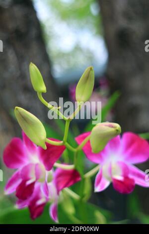 Nahaufnahme leuchtend grüne Knospen der Dendrobium Orchidee mit verschwommener Blüte Hot Pink Blumen im Hintergrund Stockfoto