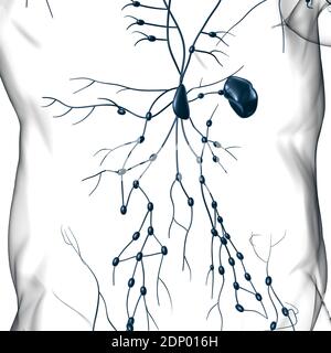 Menschliche Lymphknoten Anatomie für medizinisches Konzept 3D Illustration Stockfoto