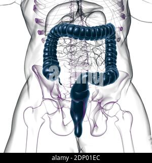 Dickdarm 3D Illustration Human Digestive System Anatomie für medizinisches Konzept Stockfoto