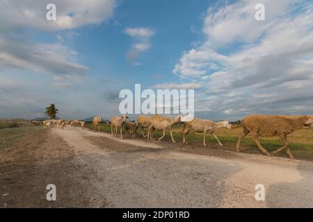 Ziegenfarm im Dorf Wuluhan, Bezirk Jember. Stockfoto