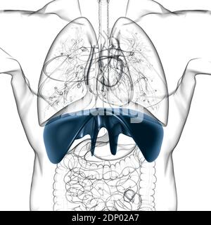 Membran menschliche Atemwege Anatomie für medizinisches Konzept 3D Illustration Stockfoto