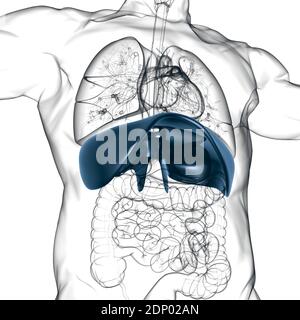 Membran menschliche Atemwege Anatomie für medizinisches Konzept 3D Illustration Stockfoto