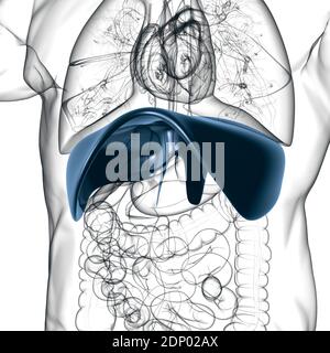 Membran menschliche Atemwege Anatomie für medizinisches Konzept 3D Illustration Stockfoto