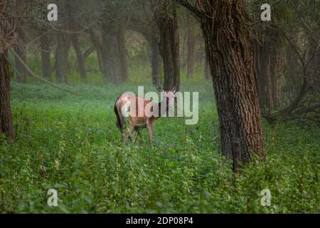 Schüchterne Hirsche im Wald suchen mich, Abruzzen, Lazio und Molise Nationalpark. Italien, Europa Stockfoto