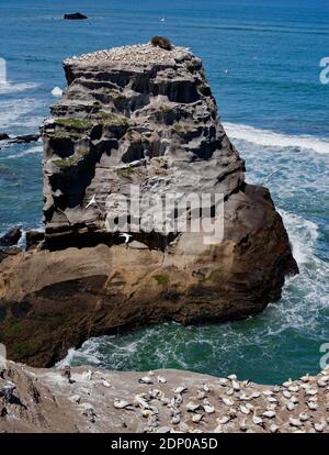 Muriwai Gannet Colony, Nordinsel, Neuseeland Stockfoto