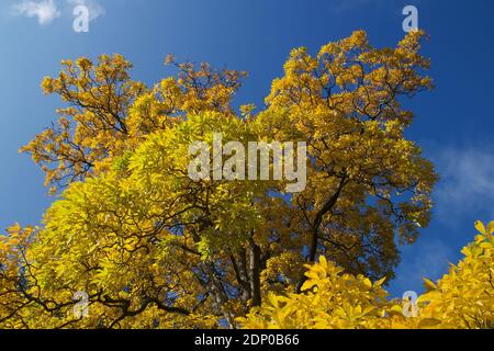 Herbstfärbung bei Westonbirt Stockfoto