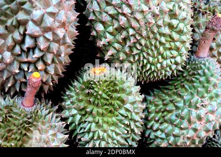 Durian für Verkauf, Klong Tan, Bangkok, Thailand Stockfoto