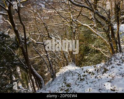 Schneebedeckte Bäume auf Lovers gehen eine hohe Felswand In Matlock Bath Derbyshire Peak District England Stockfoto