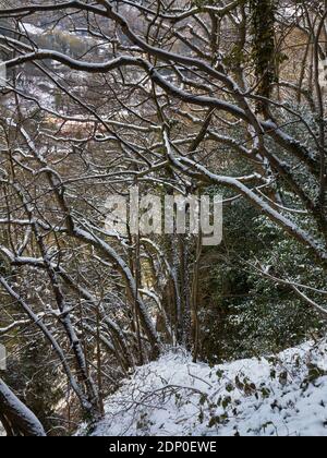 Schneebedeckte Bäume auf Lovers gehen eine hohe Felswand In Matlock Bath Derbyshire Peak District England Stockfoto