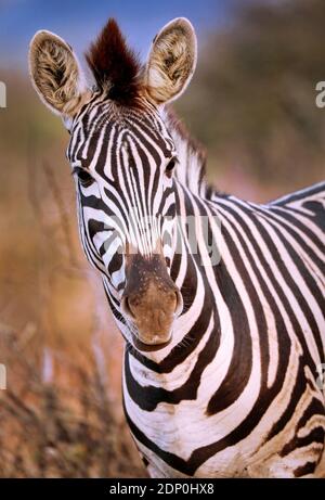 Plains Zebra, Südafrika Stockfoto