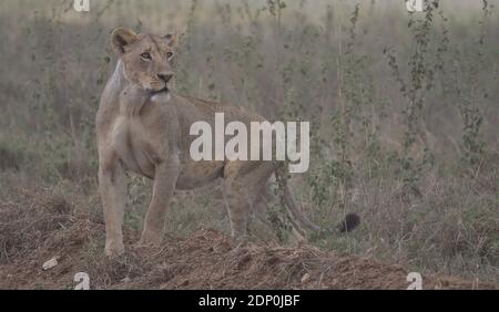 Hungrige Löwin steht wachsam auf der Suche nach Beute im wilden Nairobi Nationalpark, Kenia Stockfoto