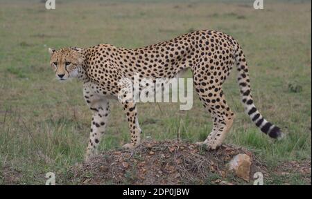 Seitenansicht des Geparden, der auf einem Hügel in der steht Wild masai mara kenia Stockfoto