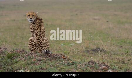 cheetah sitzt und schaut zurück in der masai mara, kenia Stockfoto