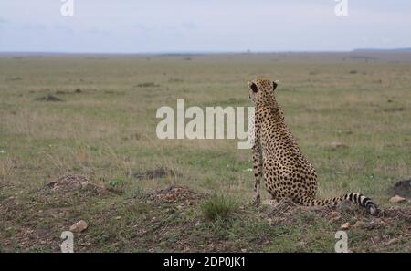 gepard sitzt wachsam und blickt in die weite Savanne Der wilden masai mara kenia Stockfoto