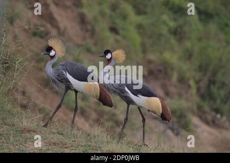 Ein Paar afrikanisch gekrönter Kraniche, die gemeinsam in der masai mara, kenia, wandern Stockfoto