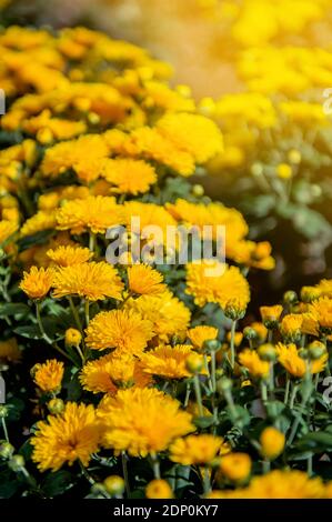 Gelbe und orange Chrysanthemen auf einem verschwommenen Hintergrund. Im Herbst blühen wunderschöne, helle Chrysanthemen üppig im Garten. Gartenpflanzen von Stockfoto