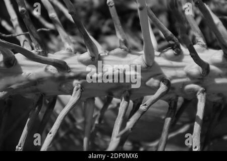 Schwarz-Weiß-Foto eines Palmkernstiels Stockfoto