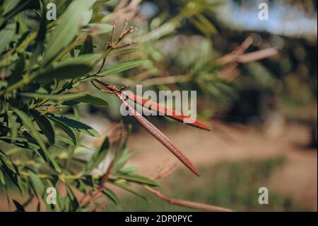 Unreife Samenschoten Oleander sind ein immergrüner Strauch oder kleiner Baum der Apocinaceae Familie, der zu allen Jahreszeiten blüht. Stockfoto