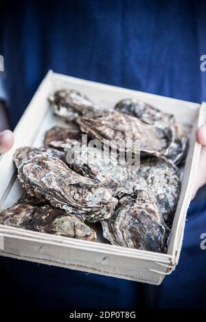 Austern im Karton Stockfoto