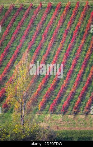 Herbstansicht der Weinberge in der Landschaft bei Castelvetro, Provinz Modena, Emilia Romagna, Italien. Stockfoto