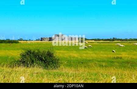 Rinder auf einer Weide in der Nähe von New Winchelsea Rd A259 Straße Im Rother Distrikt, Rye Harbour Nature Reserve, Camber Castle im Hintergrund, Großbritannien Stockfoto