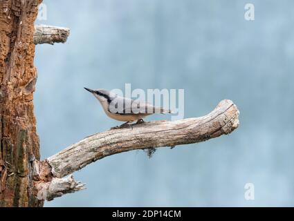 Vogel auf Zweig hocken Stockfoto