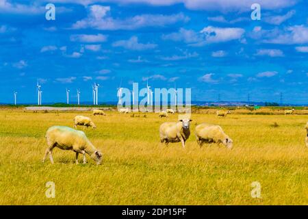 Schafweide auf Romney Marsh von Jurys Gap Rd In der Nähe von Lydd Dorf mit Little Cheyne Court Wind Farm dahinter ,Kent, England, August 2016 Stockfoto