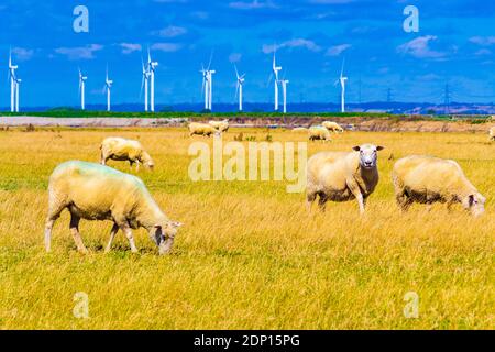 Schafweide auf Romney Marsh von Jurys Gap Rd In der Nähe von Lydd Dorf mit Little Cheyne Court Wind Farm dahinter ,Kent, England, August 2016 Stockfoto