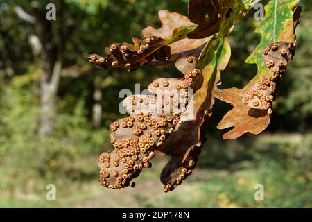 Seiden-Knopf-Spangle-Galls / Eiche-Spangle-Galls (Neuroterus numismalis) auf Pedunculate / Englische Eiche (Quercus robur) Blätter, GWT Lower Woods Reserve, GL Stockfoto