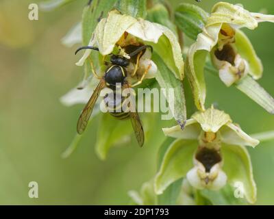 Sächsische Wespe (Dolichovepula saxonica) mit einer Pollinie auf dem Kopf, die aus einem Breitblättrigen Helleborine (Epipactis helleborine), Bath, UK, stammt. Stockfoto