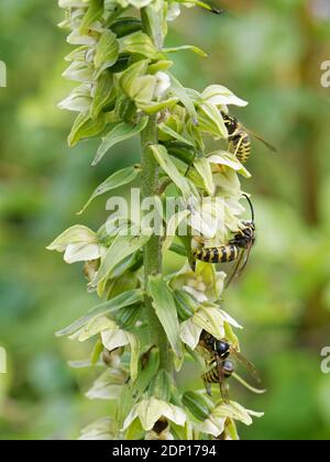 Saxon Wespen (Dolichovepula saxonica) nectaring from bread-leaved helleborine (Epipactis helleborine) Flowers, Bath and Northeast Somerset, UK, July. Stockfoto