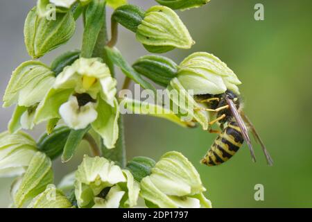 Saxon Wespe (Dolichovepula saxonica) nectaring from a bread-leaved helleborine (Epipactis helleborine) Flower, Bath and Northeast Somerset, UK, July. Stockfoto