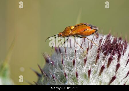 Rotfleckige Pflanzenwanze (Deraeocoris ruber), die auf einer Walddistel (Cirsium eriophorum) auf einer Kreidewiese auf einer Wiese im Grünland, Wiltshire, Großbritannien, August, fortschüttelt. Stockfoto