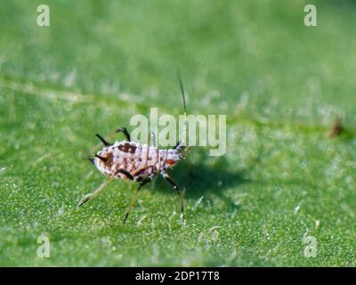 Maskierte Ochsenblattlaus (Macrosiphoniella subterranea) flügelloser Erwachsener auf einem Ochsenblattblatt (Leucanthemum vulgare), Somerset, Großbritannien, September. Stockfoto