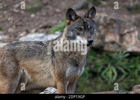 canis lupus, iberischer Wolf in Freiheit in Picos de Europa Stockfoto