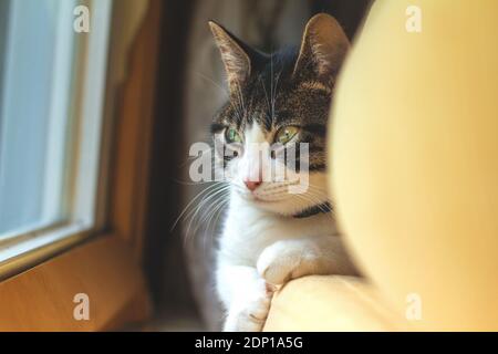 Porträt der isolierten tabby Katze schaut allein aus dem Fenster Auf einem gelben Sofa liegend Stockfoto